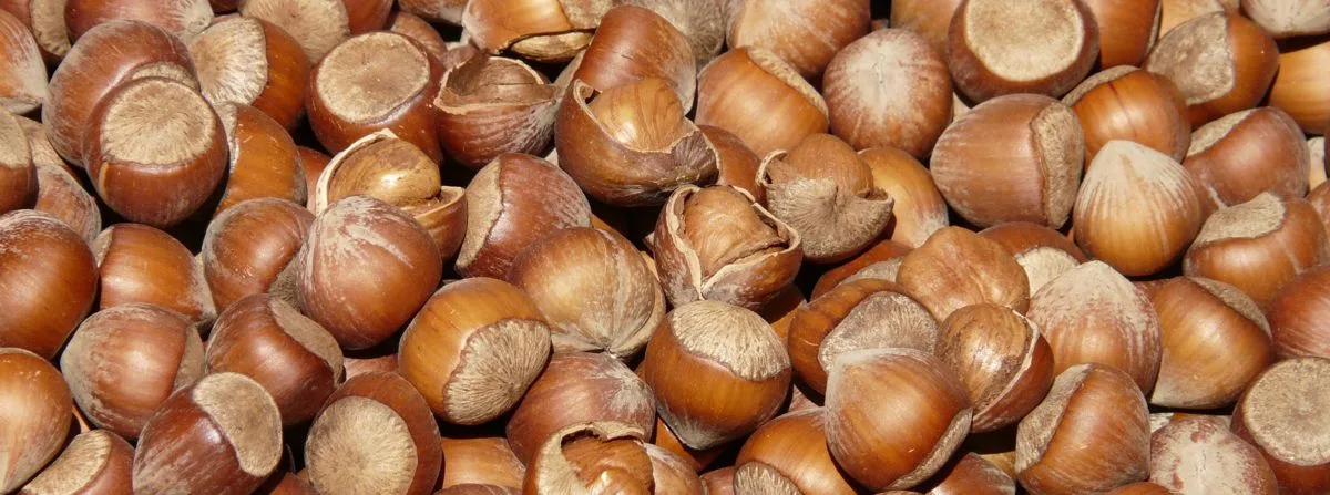row of hazelnuts